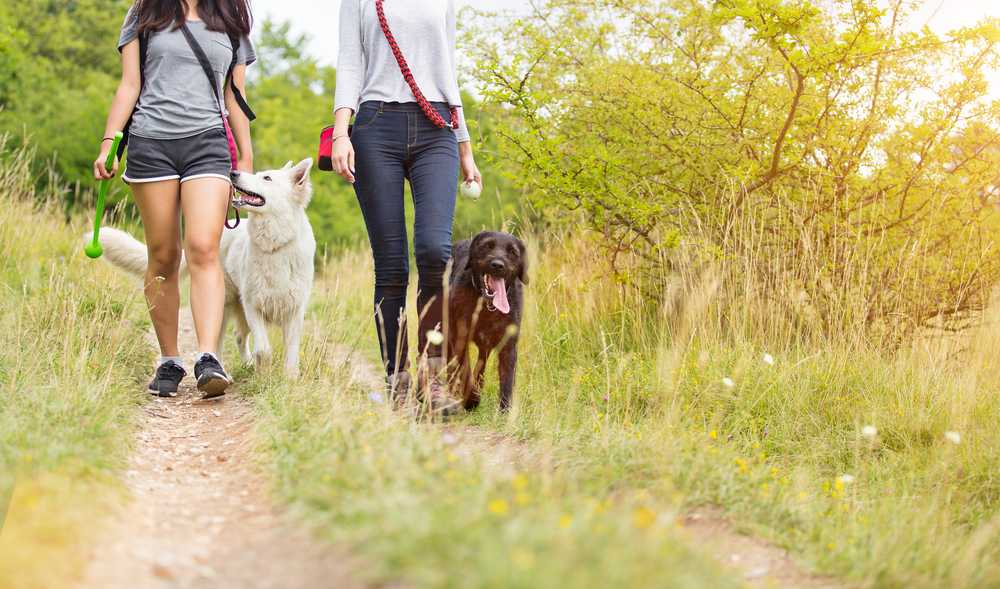 Прогулка с собакой: когда и сколько раз в день можно гулять с щенком? как правильно выгуливать собак? нужно ли мыть лапы после прогулки?