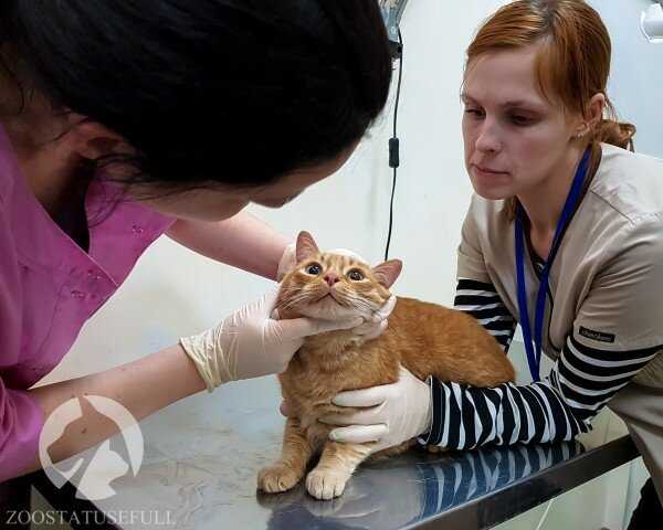 Отодектоз у собак и кошек: почему чешутся уши, капли - здоровье животных | сеть ветеринарных клиник, зоомагазинов, ветаптек в воронеже