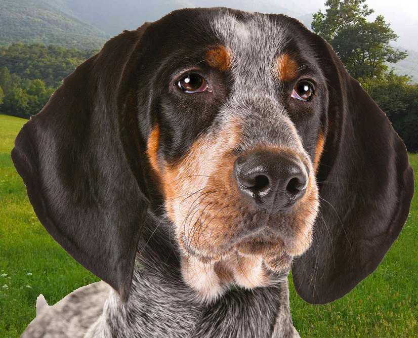 Кунхаунд собака. описание, особенности, уход и цена кунхаунда | животный мир