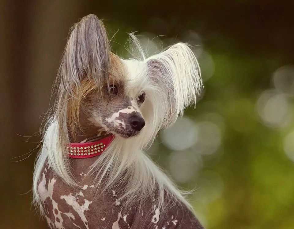 Характеристика собак породы китайская хохлатая с отзывами и фото
