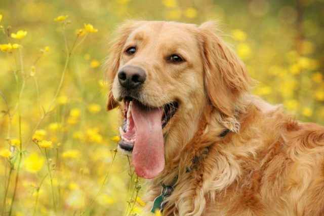 Порода cобак золотистый ретривер: фото, описание породы, характер - purina dog chow