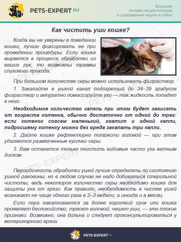 Как почистить уши кошке, коту, котенку в домашних условиях, ушной клещ (отодекоз) - симптомы, лечение