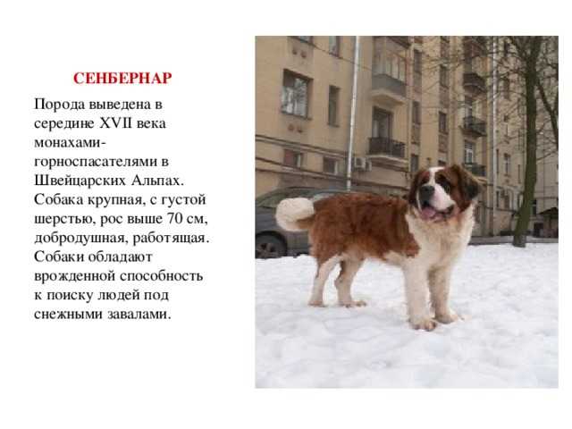 Сенбернар фото собаки, описание породы, цена щенка, отзывы владельцев