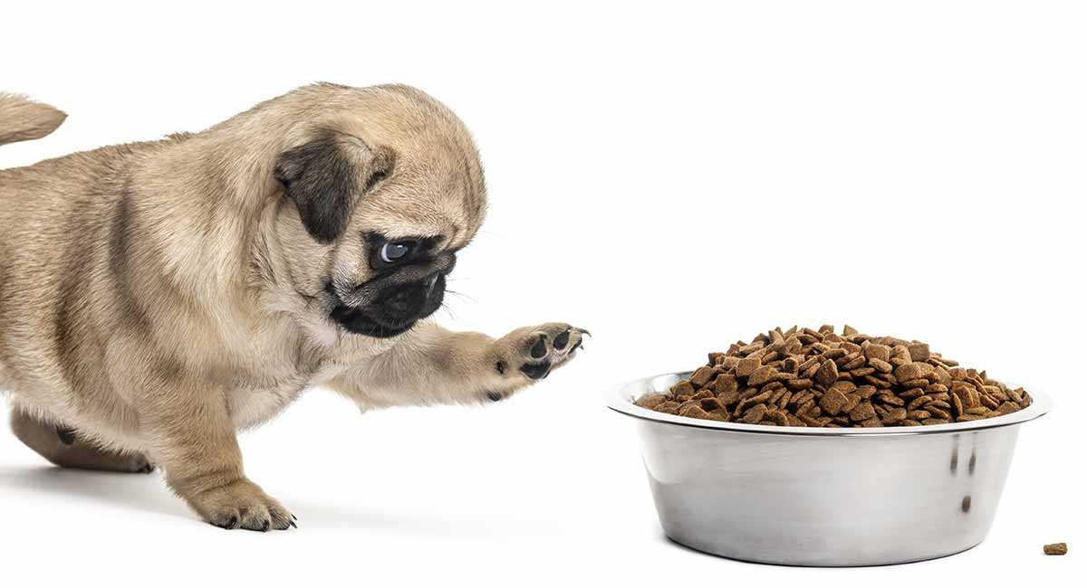 Чем кормить мопса: пример рациона щенка и взрослой собаки