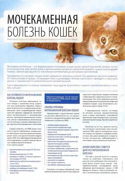 Более запущенные формы требуют оперативного вмешательства. Поэтому так важна профилактика мочекаменной болезни у кастрированных котов, которая поможет избежать многих проблем.