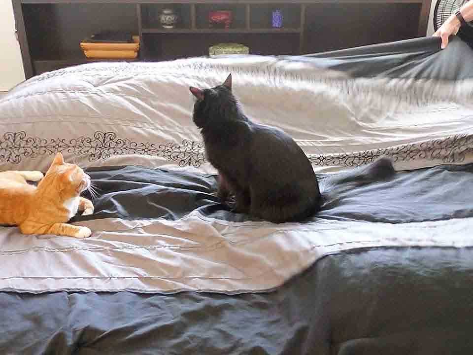 Кошка гадит на кровать — правильные действия хозяина что отучить