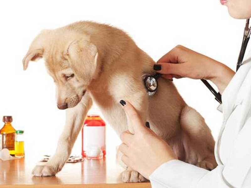 Астма у собаки - симптомы и лечение бронхиальной астмы у собак в москве. ветеринарная клиника "зоостатус"