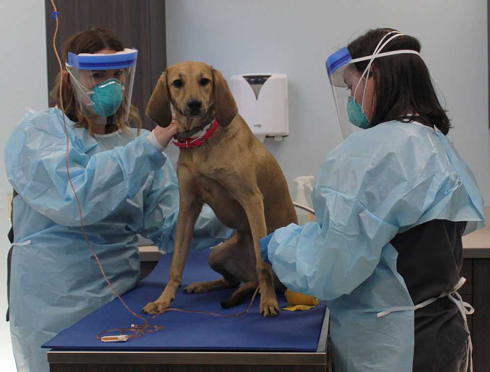 Всё о стерилизации собак: когда можно стерилизовать, виды, операция, уход, осложнения, плюсы и минусы - vet-call24 киев