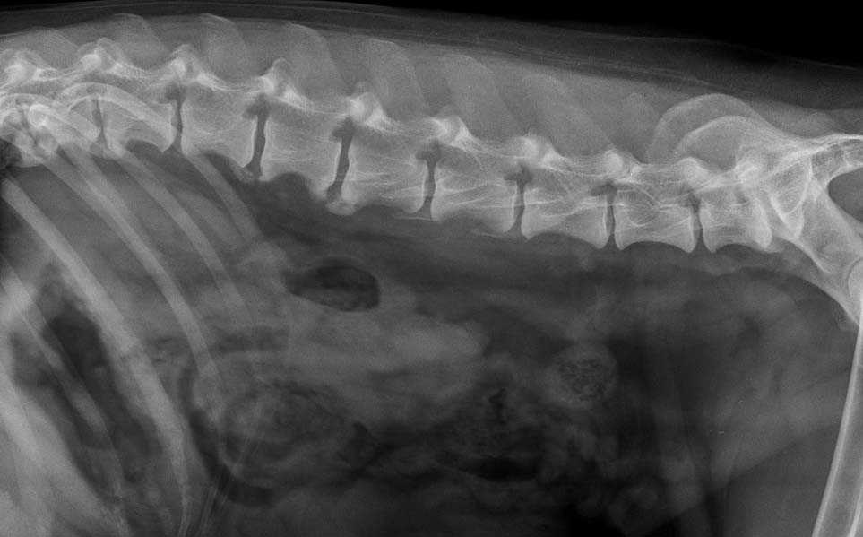 Дископатия у собак: симптомы, диагностика и лечение | блог ветклиники "беланта"
