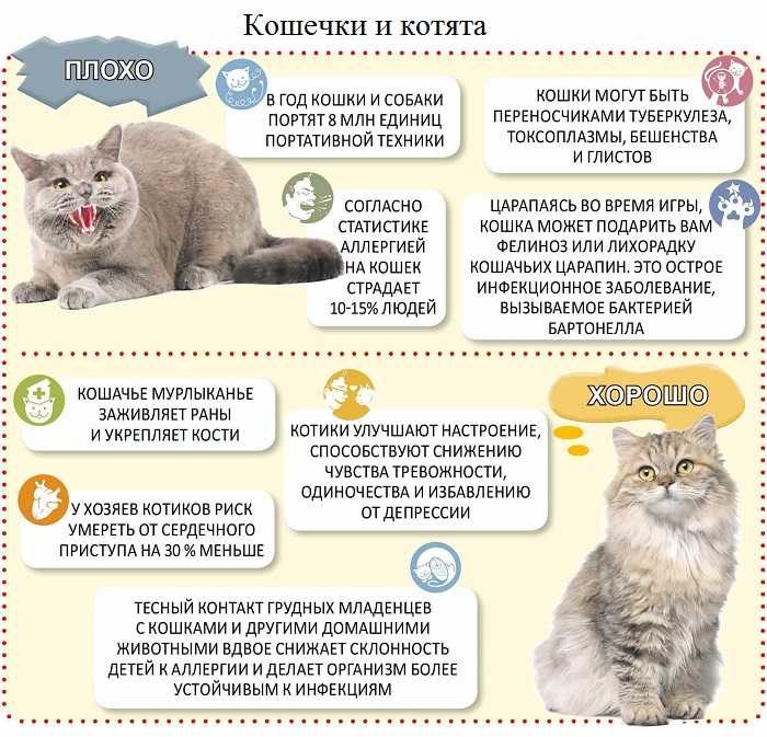 Вязка кошек: правила и советы
