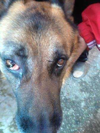 Бельмо на глазу у собаки: причины, лечение и профилактика | блог ветклиники "беланта"