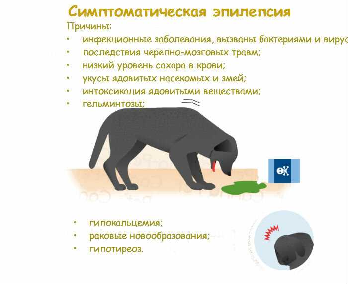 Токсикоз у собак: симптомы | ветмед