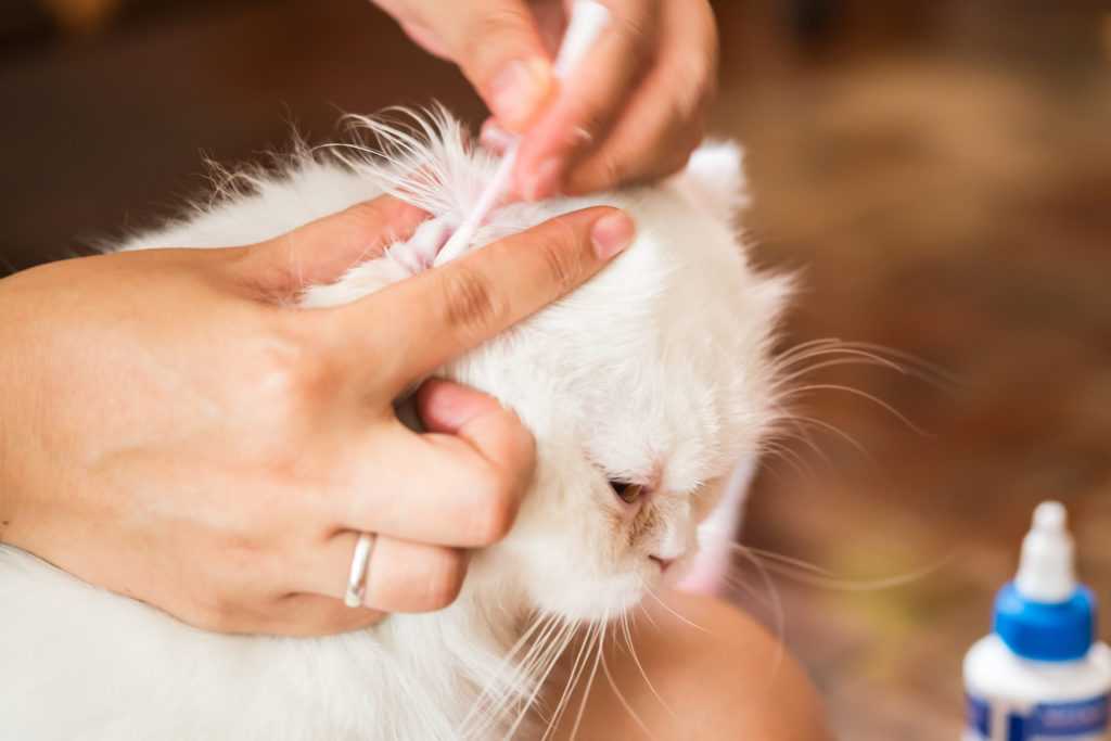 Как чистить уши кошке — обзор приспособлений и средств для эффективной очистки ушей у кота