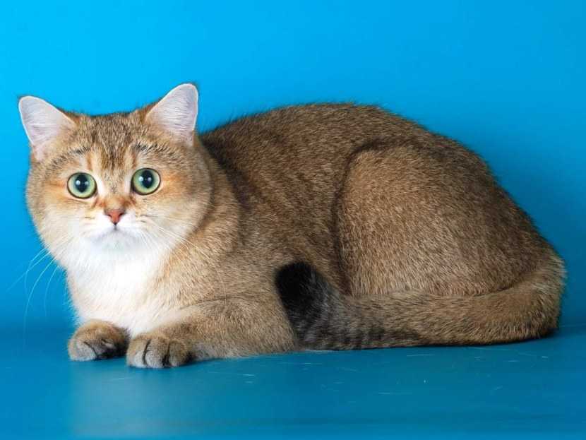 Кошка золотая шиншилла: описание породы, характер, особенности ухода и содержания :: syl.ru