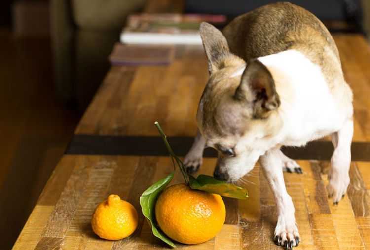 Какие фрукты и ягоды можно собакам | dogkind.ru