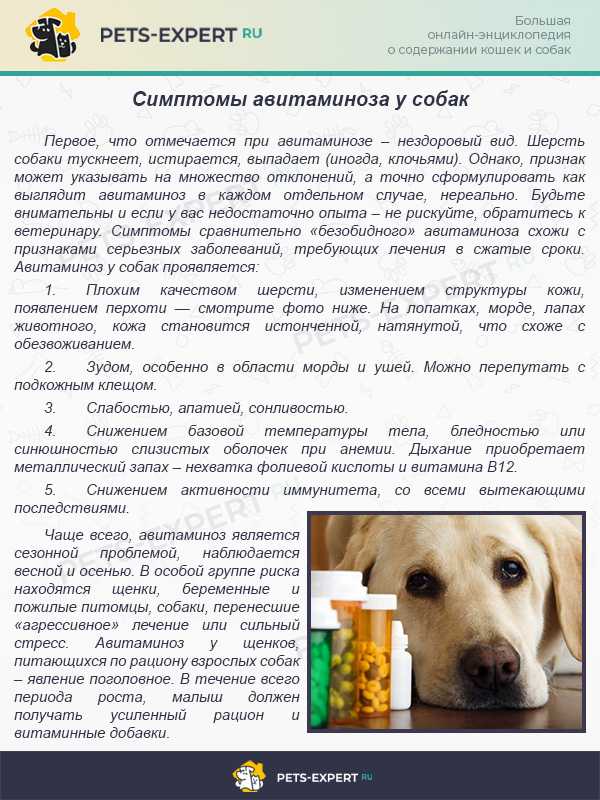 Кашель у собаки: причины и последствия. что делать хозяину? | нвп «астрафарм»