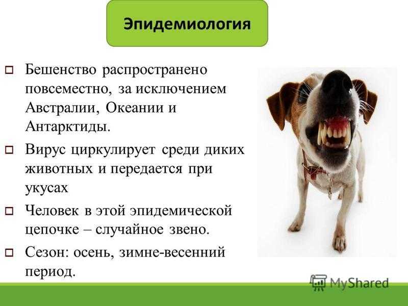 Атаксия у собак
