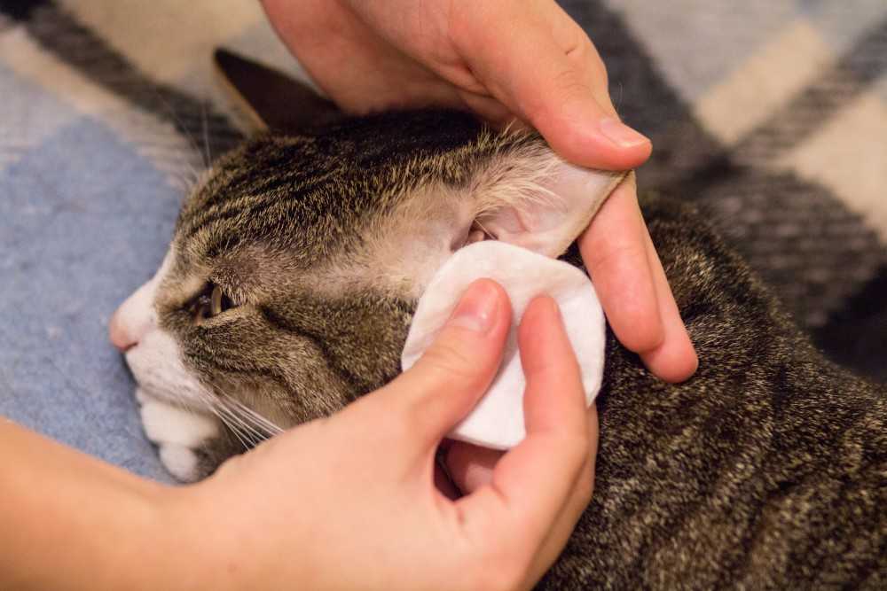 Власоеды у кошек: виды, симптомы и лечение - как избавиться от власоедов у кота - kupipet.ru
