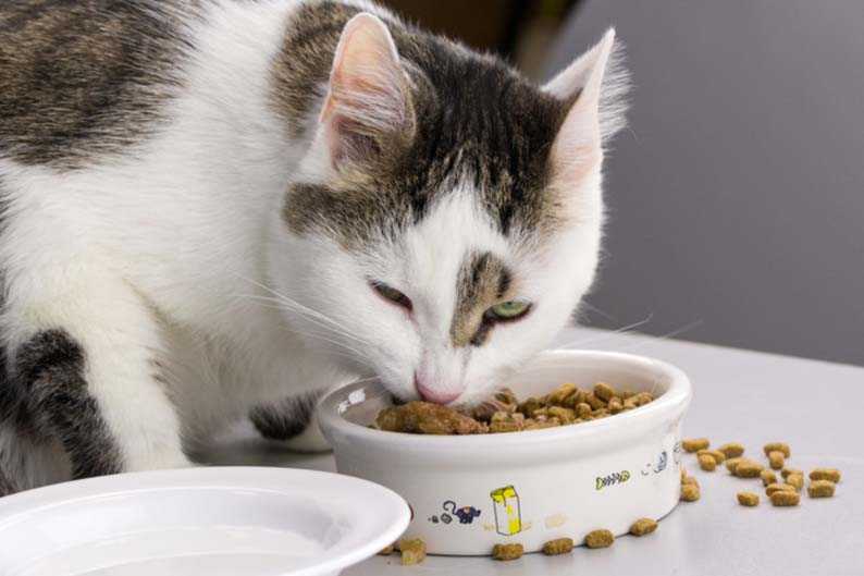 Как приучить кота кушать все подряд. как приучить кошку к натуральной пище