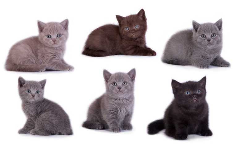 Британская короткошерстная кошка — особенности ухода за кошкой, ее окрасы, подбор правильного питания (110 фото)