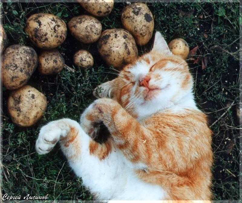 Можно ли кошкам картошку — полезные советы