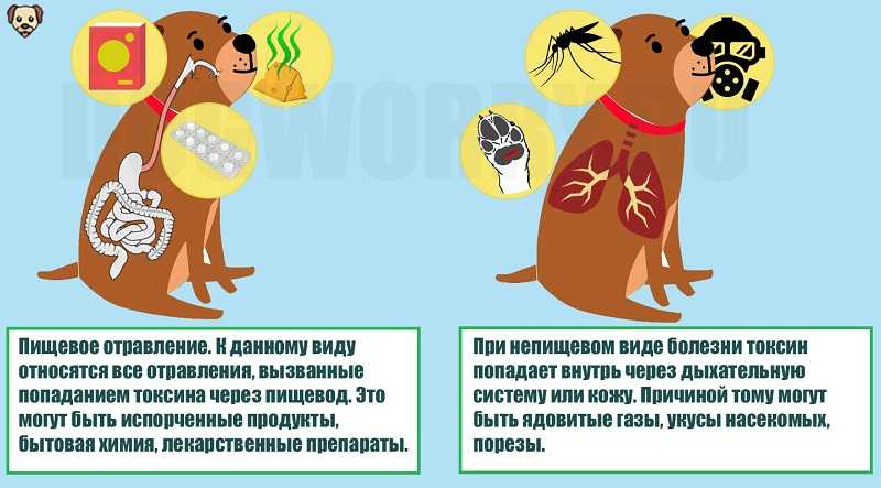 Почему и зачем собаки едят траву
