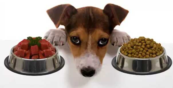 Сухой корм или натуральный для собак