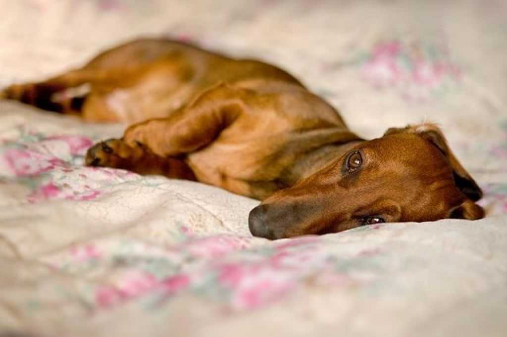 Ложная щенность у собак: симптомы и лечение - что делать и как помочь?
