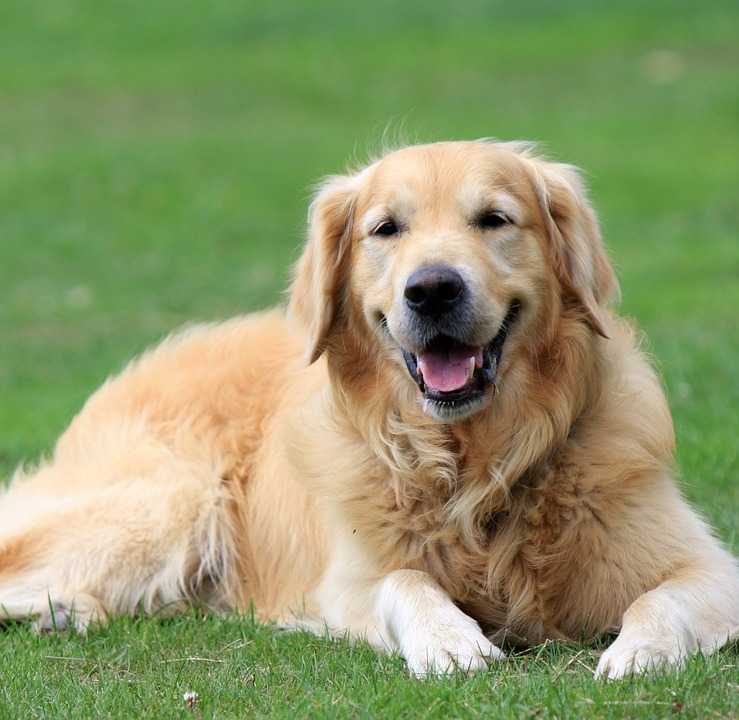 Порода собак голден ретривер: описание и характеристика, фото