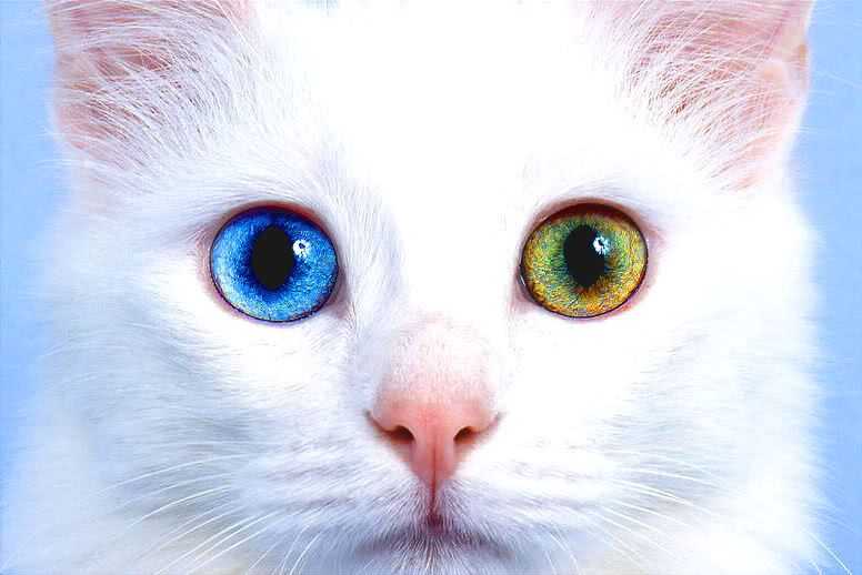 Какая порода у белого кота с зелеными глазами