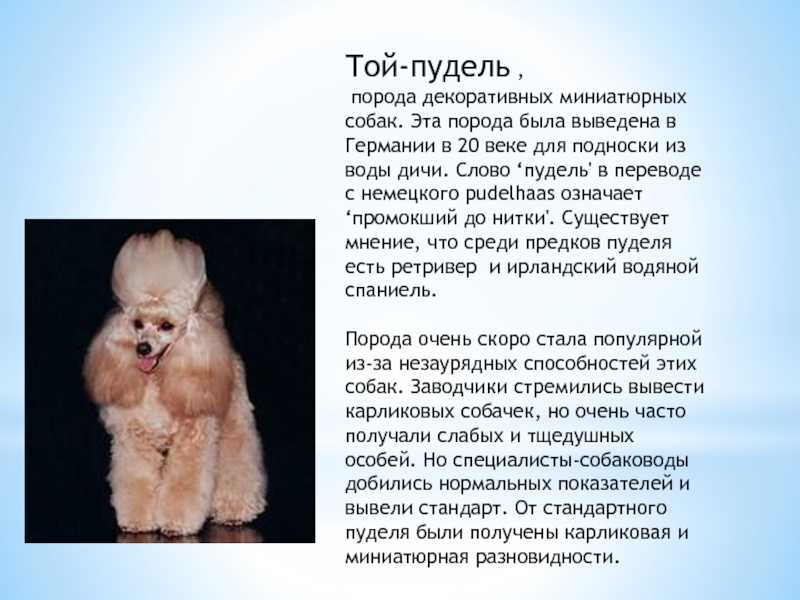 Той пудель – маленькая порода собак: описание внешности, фото, характер и поведение, условия содержания и правила ухода