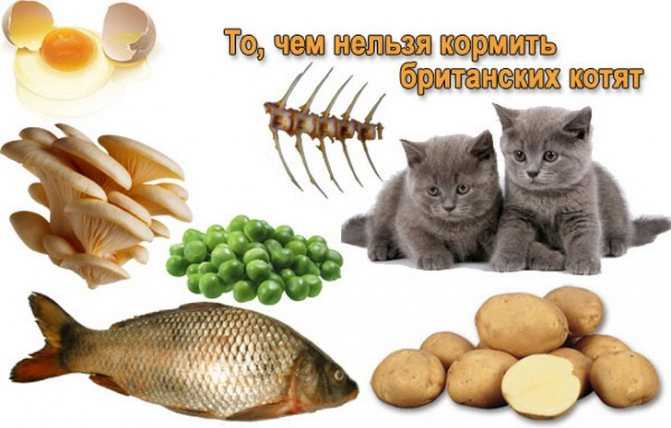 Почему котам нельзя есть рыбу и рыбные продукты?