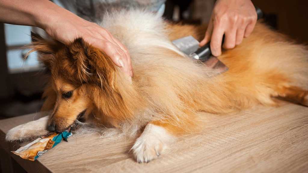 Как зависит состояние шерсти от питания собаки