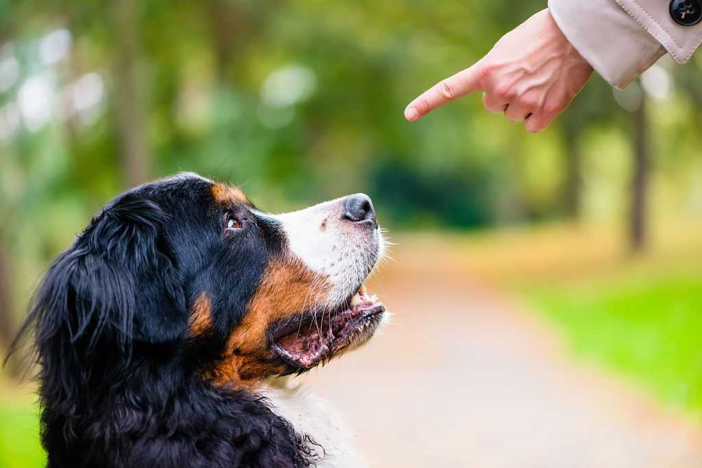 Как останавливать агрессивное поведение вашего щенка  
