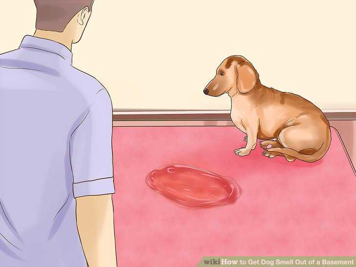 Почему от собаки пахнет псиной: главные причины и способы их устранения