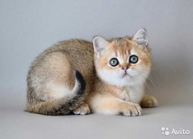 Порода кошек британская шиншилла, золотой и серебристый кот-британец: описание и уход, вязка и отзывы