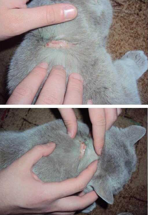 Что провоцирует выпадение шерсти у кошек