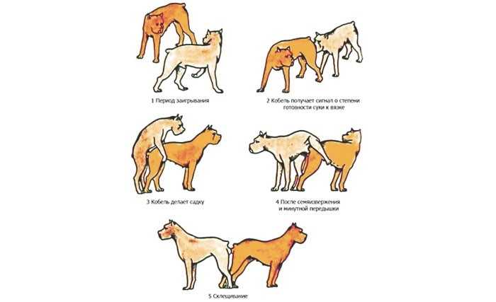Почему собаки слипаются при спаривании: все тонкости и особенности процесса