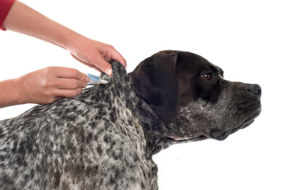 Первая помощь собаке при укусе клеща