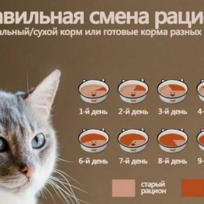 Сколько раз в день нужно кормить кошку