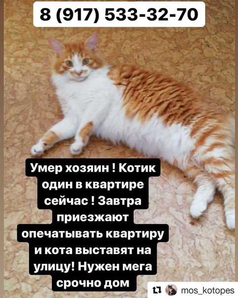 Кого лучше завести одинокой женщине кота или кошку