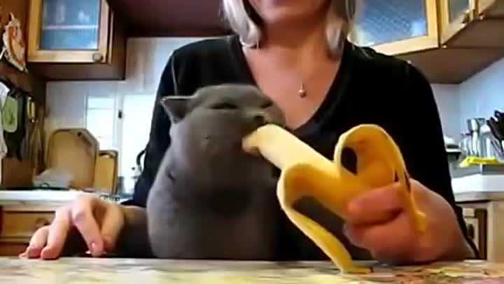 Можно ли кошке дать банан