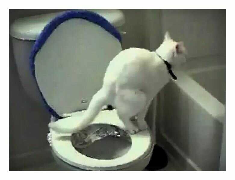 Сколько раз котенок ходит по большому. Кот на унитазе. Кот какает в унитаз. Кот в туалете. Коты которые ходят на унитаз.