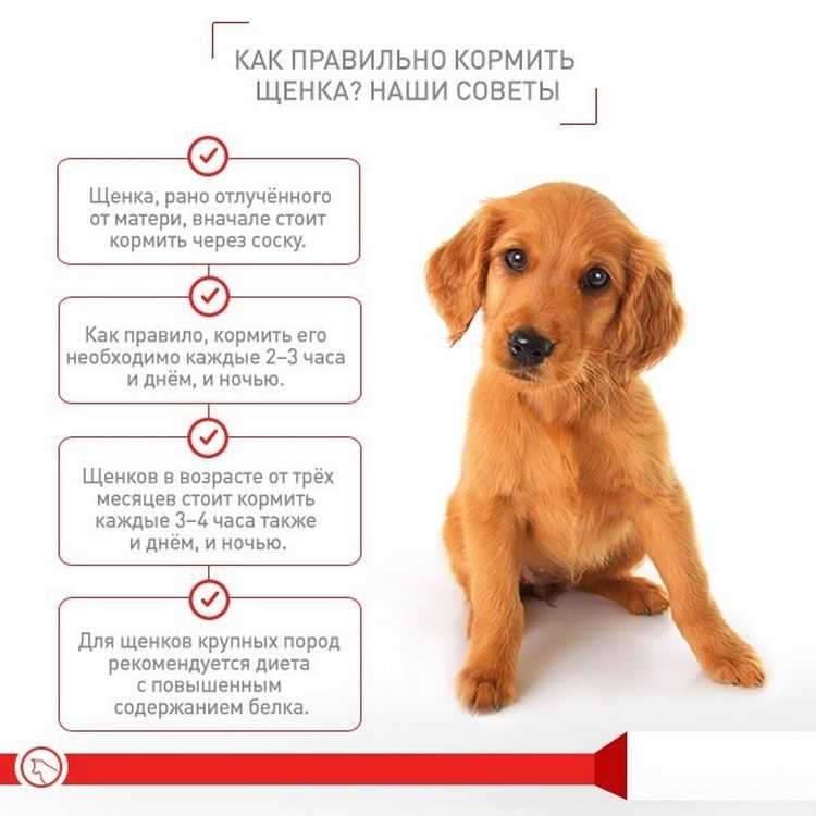 Особенности ухода за ротвейлером: как правильно ухаживать за щенком и взрослой собакой + какие нужны прививки?