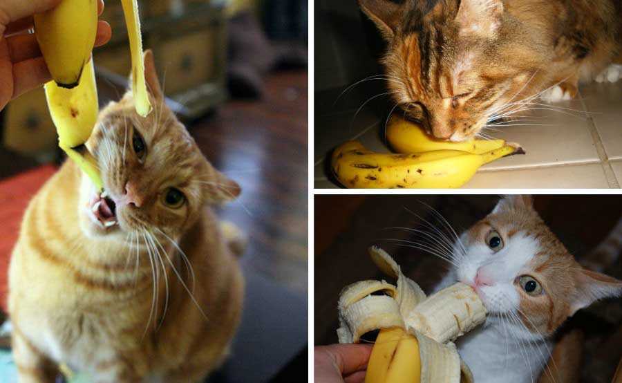 Можно ли кошкам бананы, спрашивают многие хозяева, у которых питомцы обожают кушать этот продукт. Имеющееся в сети видео, называющееся «Кошки боятся бананов»