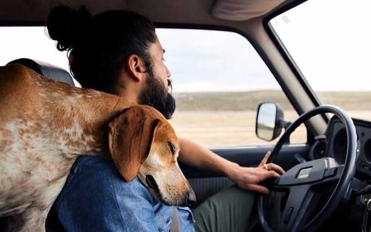 Почему собаку укачивает в машине и как ей помочь