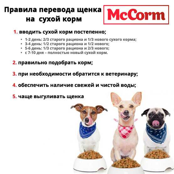 Как выбрать корм для собак: 4 класса качества, 7 важных критериев