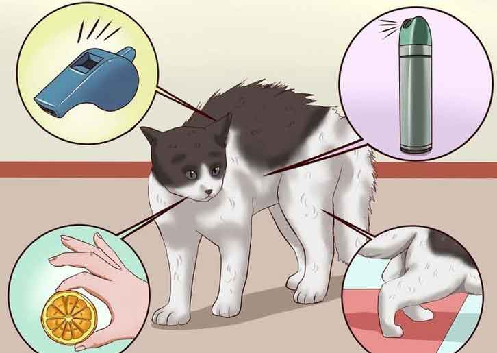 Кот метит территорию или гадит: как отучить, возможные причины и способы их устранения, могут ли метить кошки и кастрированные коты