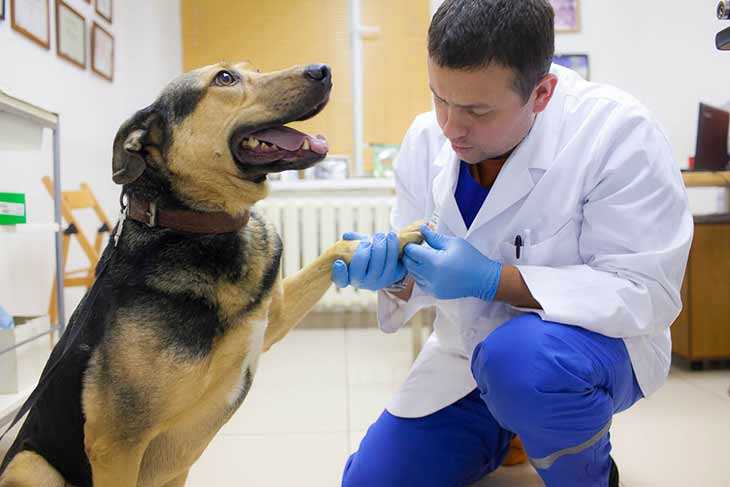 Дегенеративная миелопатия собак -  canine degenerative myelopathy