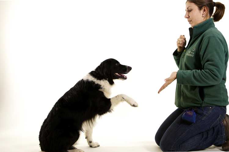 Как научить собаку командам: список команд | как обучить, обучение, видео
